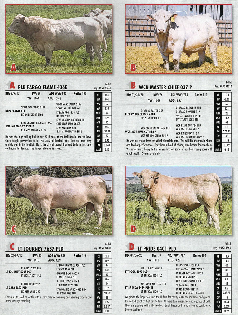 2nd_herd_bull